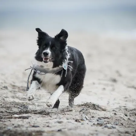 Апартаменты White Pearl 2.03 Тиммендорфер-Штранд